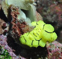 The Oasis Dive Site - VIC Tourism