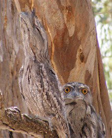 Bird Watching - VIC Tourism 0