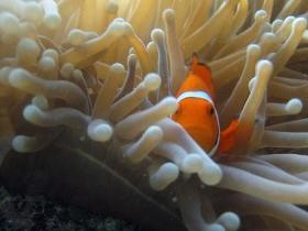 The Hangover Dive Site - VIC Tourism 0