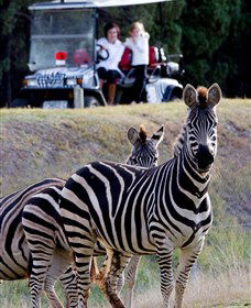 Taronga Western Plains Zoo, Dubbo - VIC Tourism 1