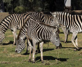Taronga Western Plains Zoo, Dubbo - VIC Tourism 5