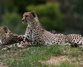 Taronga Western Plains Zoo, Dubbo - VIC Tourism 6