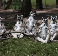 Savannah Visitor Plaza Taronga Western Plains Zoo Dubbo - VIC Tourism
