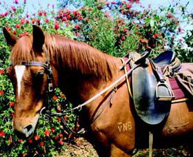 Western Plains Riding Centre - VIC Tourism 0
