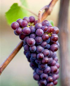 Ellender Estate - VIC Tourism 6