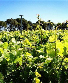 Basalt Wines - VIC Tourism 0