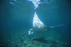 Manta Ray Bay Dive Site - VIC Tourism 0