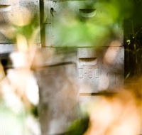 Bees on Keswick Island - VIC Tourism