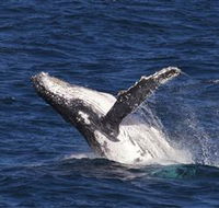 Whale Watching on Keswick Island - VIC Tourism