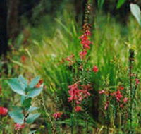 Enfield State Park - VIC Tourism