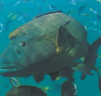 Fairey Reef - VIC Tourism