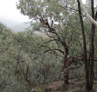 Mount Murga walking track - VIC Tourism