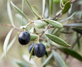Wollundry Grove Olives - VIC Tourism 2
