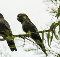 Conimbla National Park - VIC Tourism