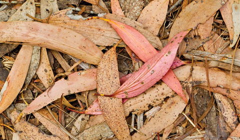 Green Camp - VIC Tourism 2