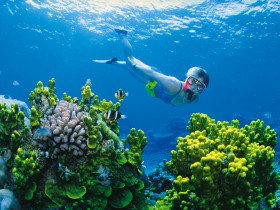 Great Barrier Reef - Whitsundays - VIC Tourism 3