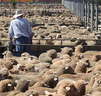 Livestock Marketing Centre - VIC Tourism