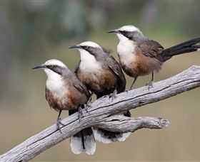 Winton Wetlands Reserve - VIC Tourism 1