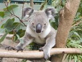 The Rockhampton Zoo - VIC Tourism 1