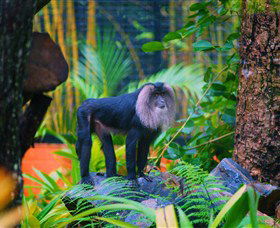 The Rockhampton Zoo - VIC Tourism 3