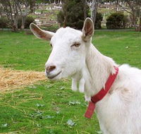 Dunkell Goats - VIC Tourism