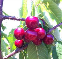 Ballinaclash Orchard and Cellar Door - VIC Tourism