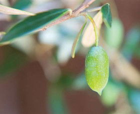 The Olive Shop - Milawa - VIC Tourism 1