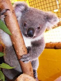  VIC Tourism