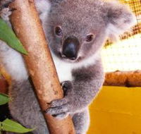 Cooberrie Park Wildlife Sanctuary - VIC Tourism