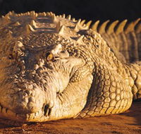 Koorana Crocodile Farm - VIC Tourism