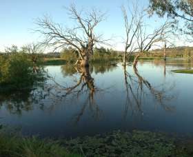 Wonga Wetlands - VIC Tourism 4