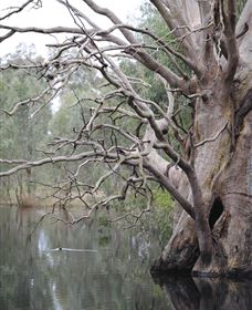Wonga Wetlands - VIC Tourism 3