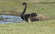 Wonga Wetlands - thumb 6