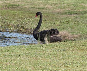 Wonga Wetlands - VIC Tourism 6
