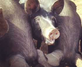Ravens Creek Farm - VIC Tourism 3