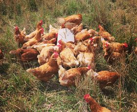 Ravens Creek Farm - VIC Tourism 6