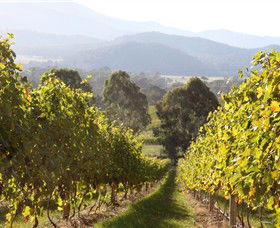 Pizzini Wines King Valley - VIC Tourism 3