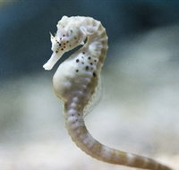 SEA LIFE Melbourne Aquarium - VIC Tourism