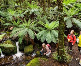 Baw Baw National Park - VIC Tourism 0