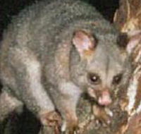 Moondarra State Park - VIC Tourism