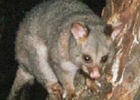 Moondarra State Park - VIC Tourism 0