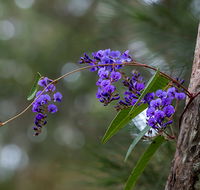Mann River Nature Reserve - VIC Tourism