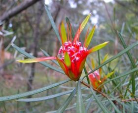 Glenbrook Native Plant Reserve And Nursery - VIC Tourism 0