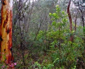 Glenbrook Native Plant Reserve And Nursery - VIC Tourism 2