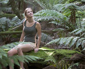 Barrington Tops National Park - Honeysuckle Forest Track - VIC Tourism 0