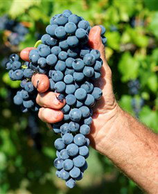 Stonehurst Cedar Creek Vineyard - VIC Tourism 5