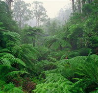 Tarra Bulga National Park - VIC Tourism
