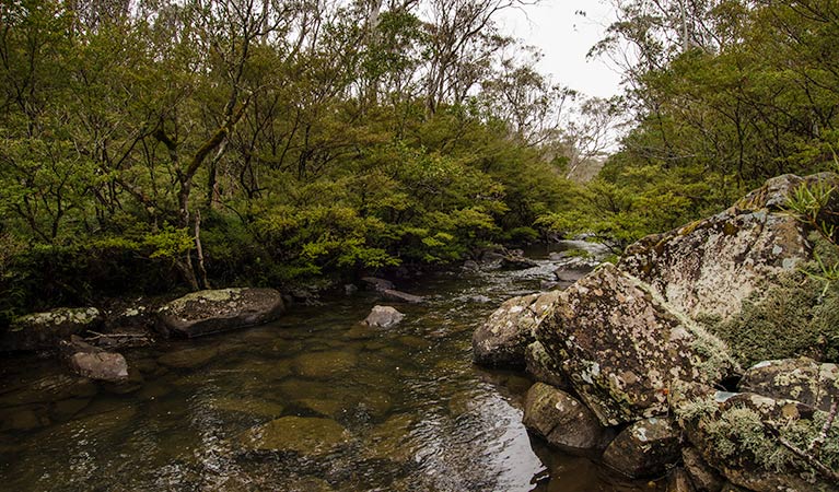 Gloucester Tops NSW VIC Tourism