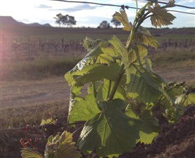 Drayton's Family Wines - VIC Tourism 1