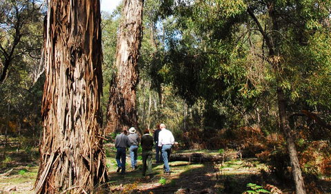 Tallaganda National Park - VIC Tourism 0